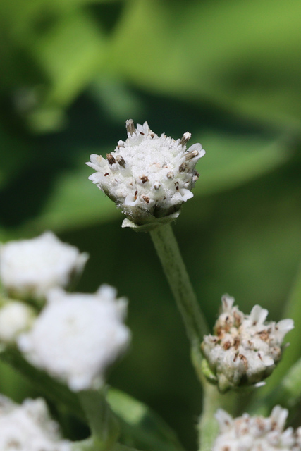 Parthenium integrifolium