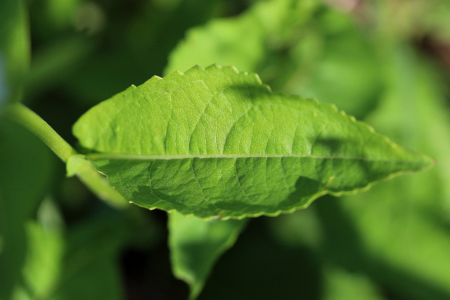 Parthenium integrifolium - leaves