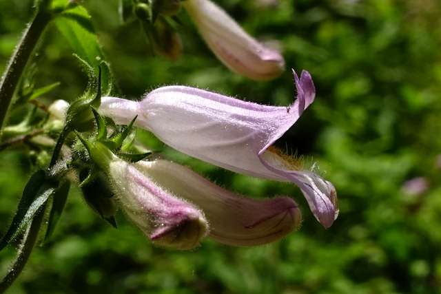 Penstemon canescens