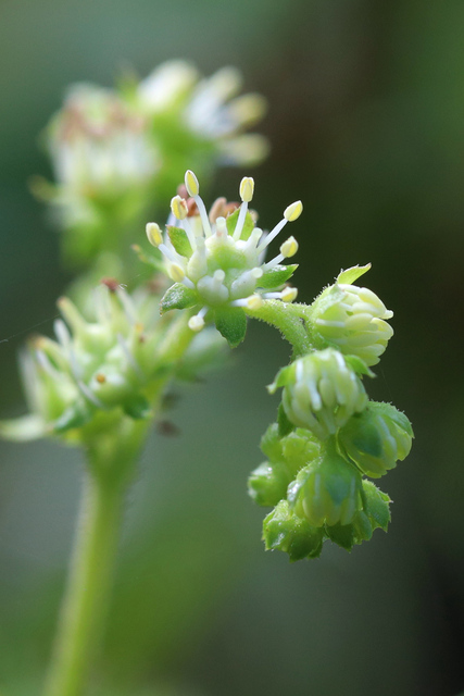 Penthorum sedoides