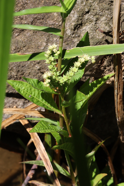 Penthorum sedoides - plant