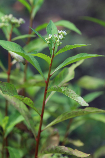 Penthorum sedoides - plant