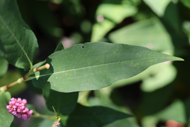 Persicaria amphibia - leaves