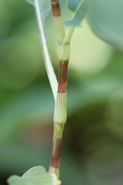 Persicaria amphibia - stem