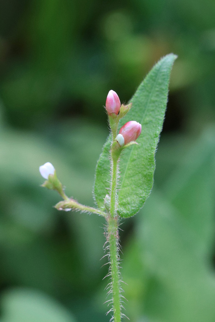 Persicaria arifolia