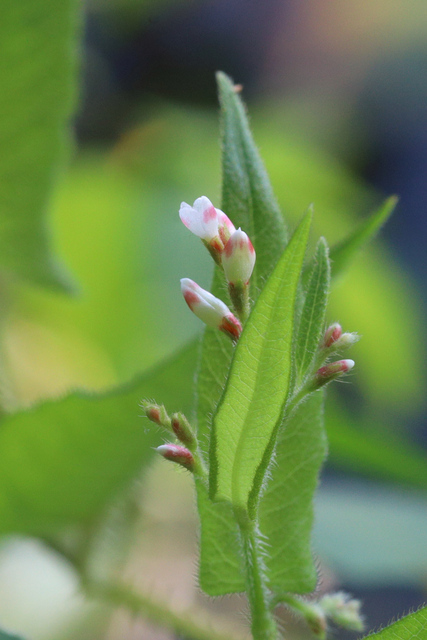Persicaria arifolia