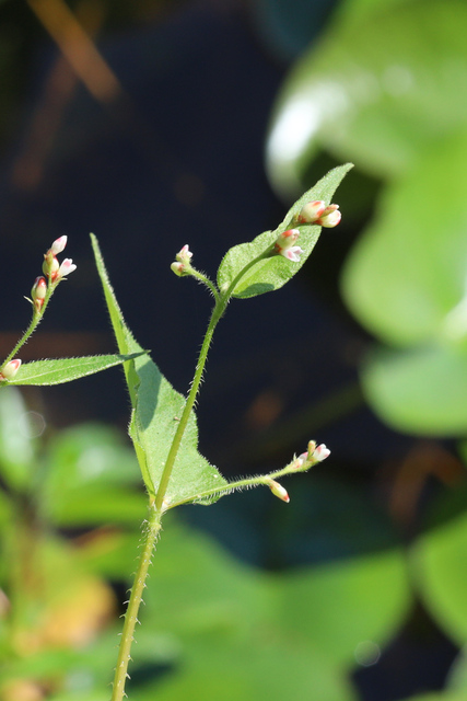 Persicaria arifolia