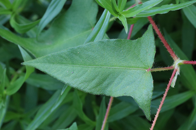 Persicaria arifolia - leaves