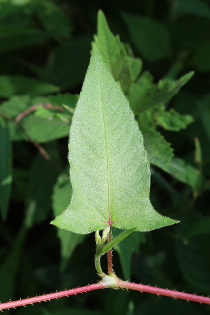 Persicaria arifolia - leaves