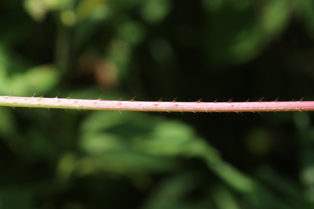 Persicaria arifolia - stem