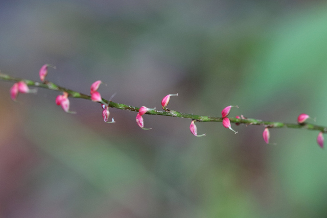 Persicaria filiformis