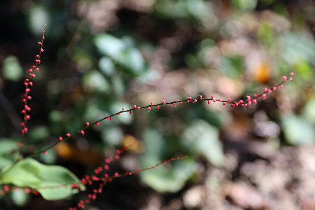 Persicaria filiformis