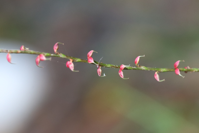 Persicaria filiformis