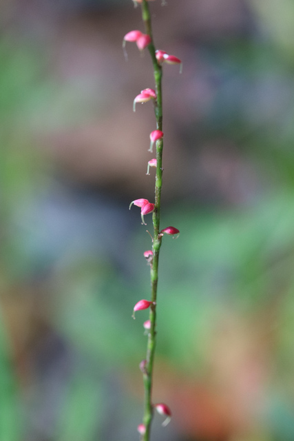 Persicaria filiformis
