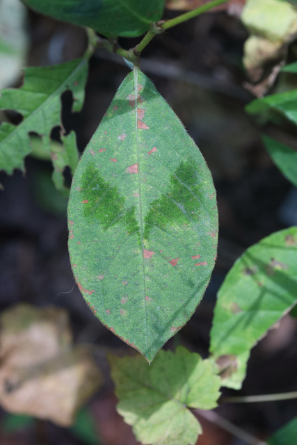 Persicaria filiformis - leaves