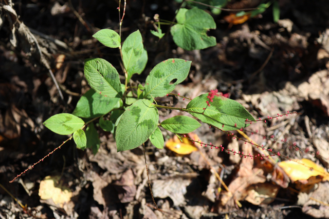 Persicaria filiformis - plant