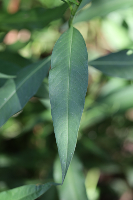 Persicaria glabra - leaves