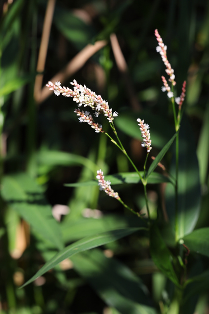 Persicaria glabra - plant