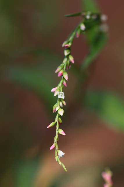 Persicaria hydropiper