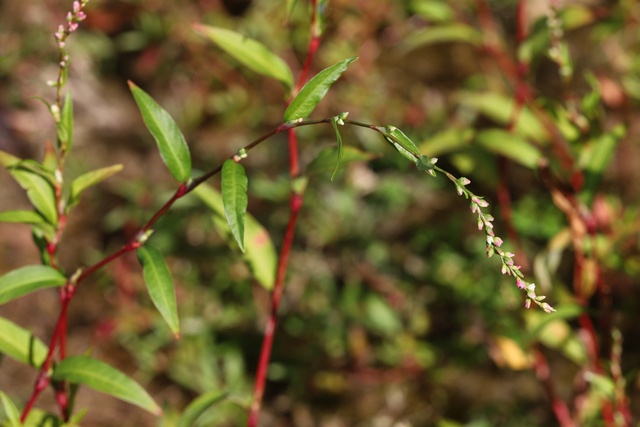Persicaria hydropiper