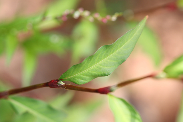 Persicaria hydropiper - leaves