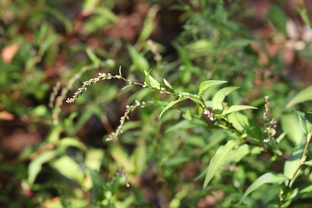 Persicaria hydropiper - plants