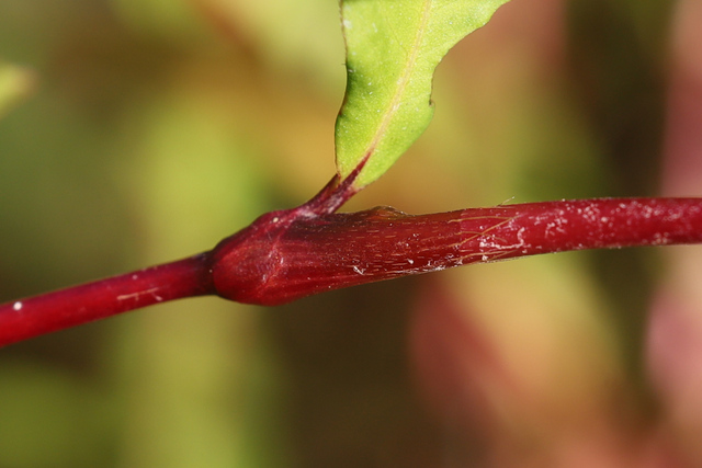 Persicaria hydropiper - stem