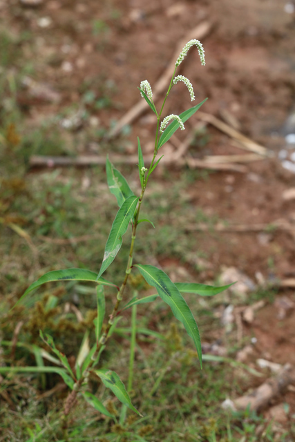 Persicaria lapathifolia - plant