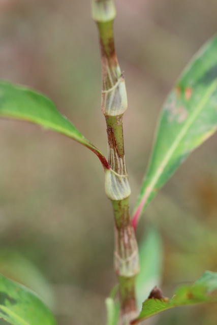 Persicaria lapathifolia - stem