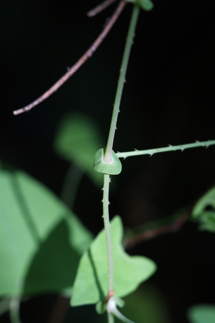 Persicaria perfoliata - stem