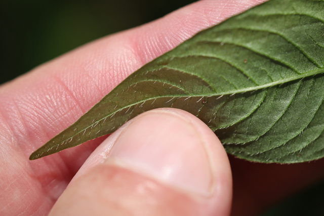 Persicaria posumbu - leaf underside
