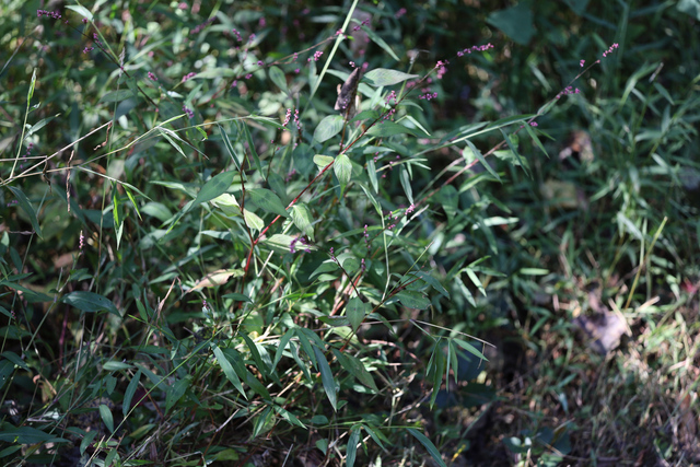 Persicaria posumbu - plant