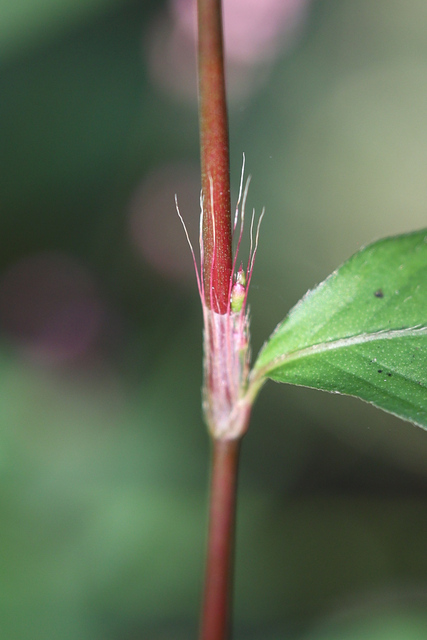 Persicaria posumbu - stem