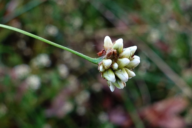 Persicaria sagittata