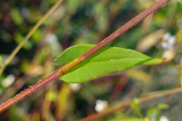 Persicaria sagittata - leaves