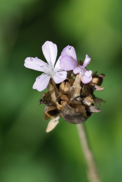 Petrorhagia prolifera
