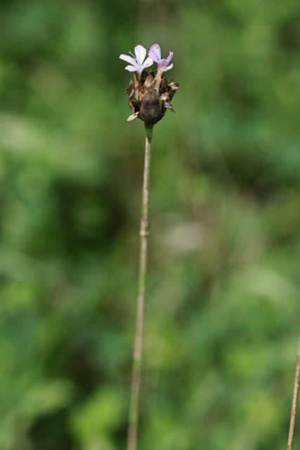 Petrorhagia prolifera