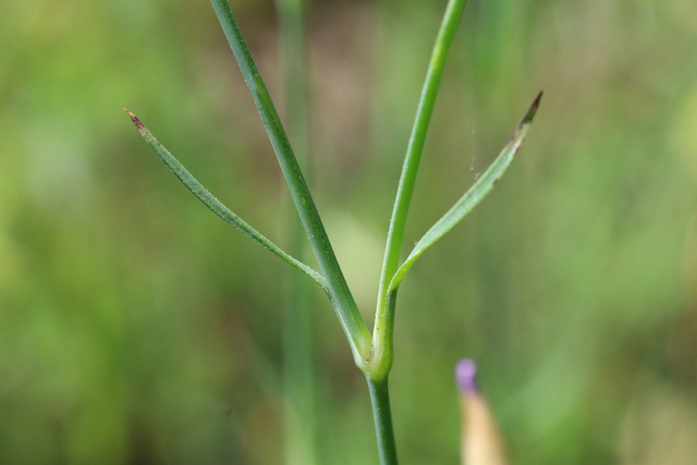 Petrorhagia prolifera - leaves