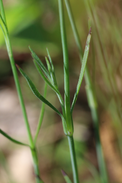 Petrorhagia prolifera - leaves