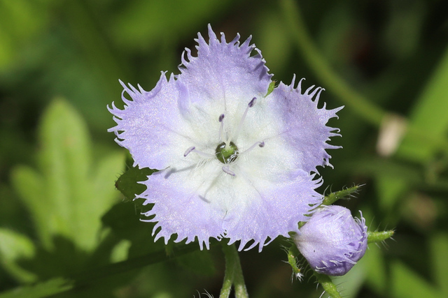 Phacelia purshii
