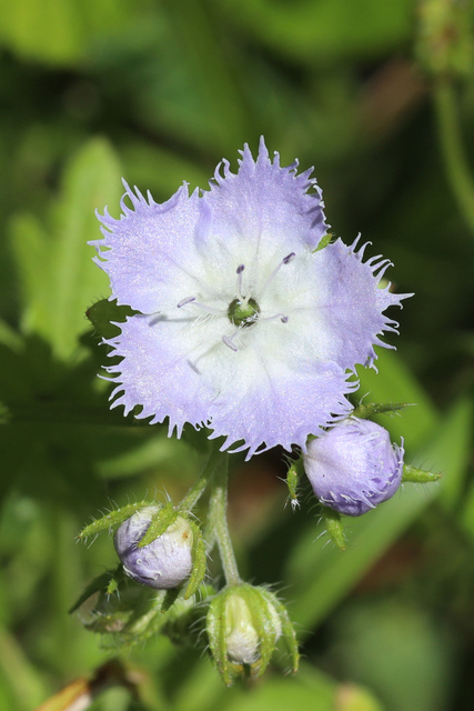 Phacelia purshii