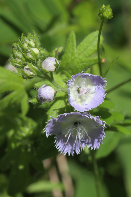Phacelia purshii