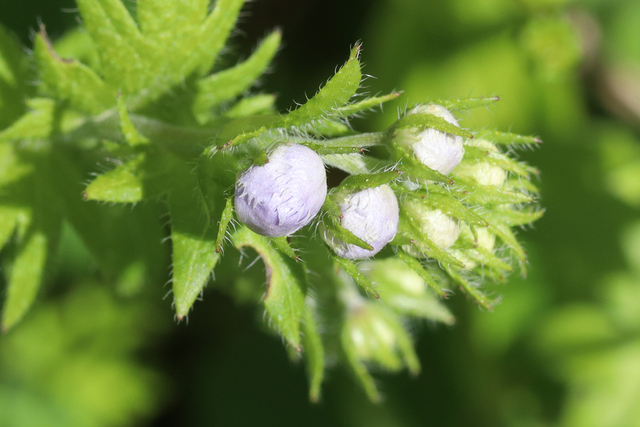 Phacelia purshii - buds