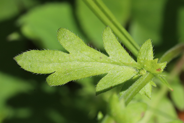 Phacelia purshii - leaves