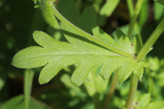 Phacelia purshii - leaves