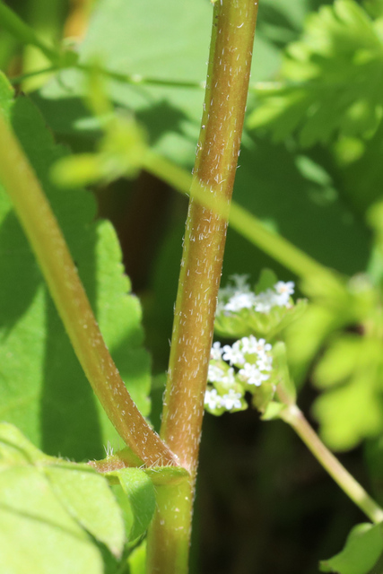 Phacelia purshii - stem