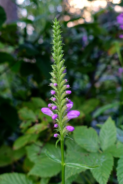 Physostegia virginiana