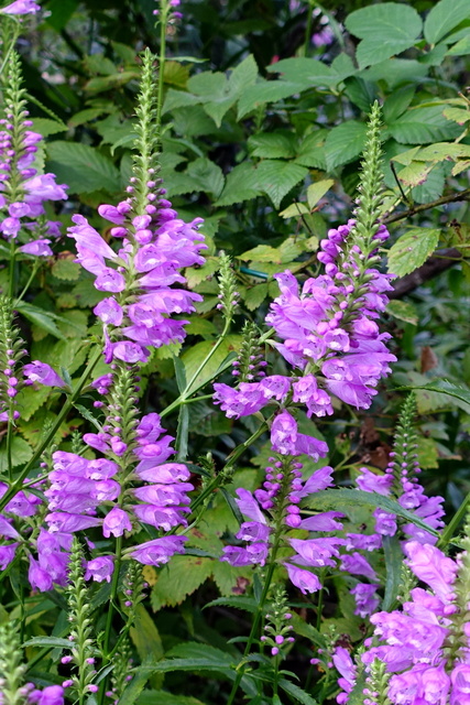 Physostegia virginiana - plants