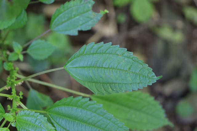 Pilea pumila - leaves