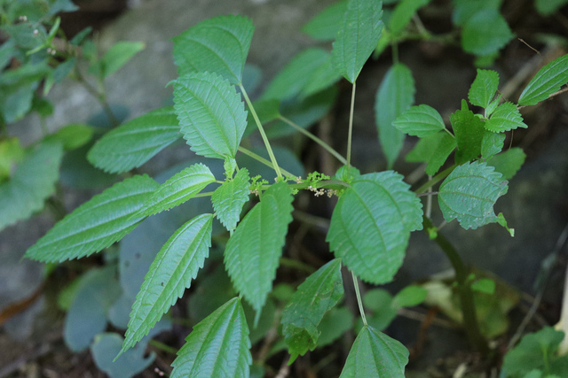 Pilea pumila - plant